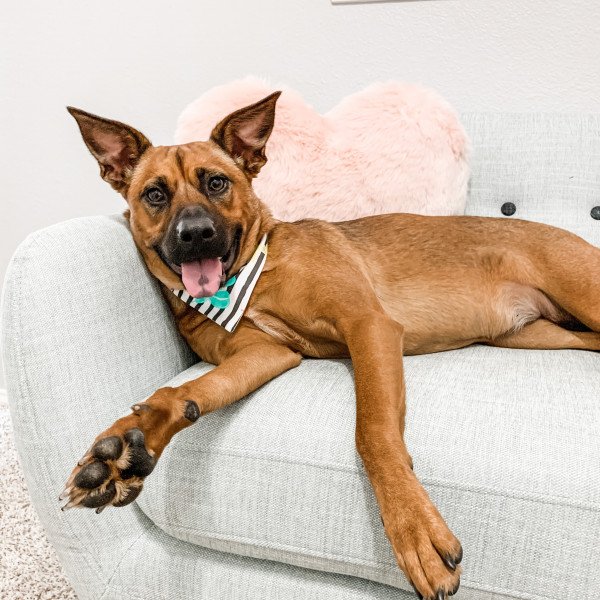 Elegant German Shepherd dog