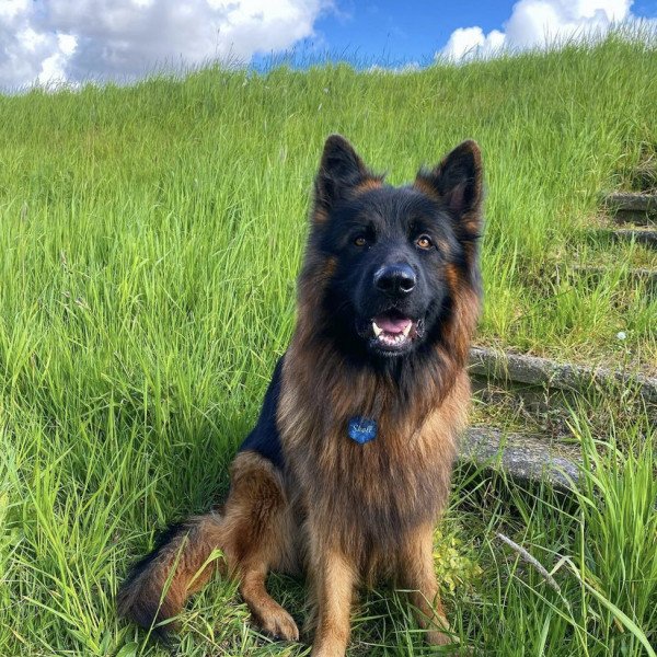 Cool German Shepherd dog