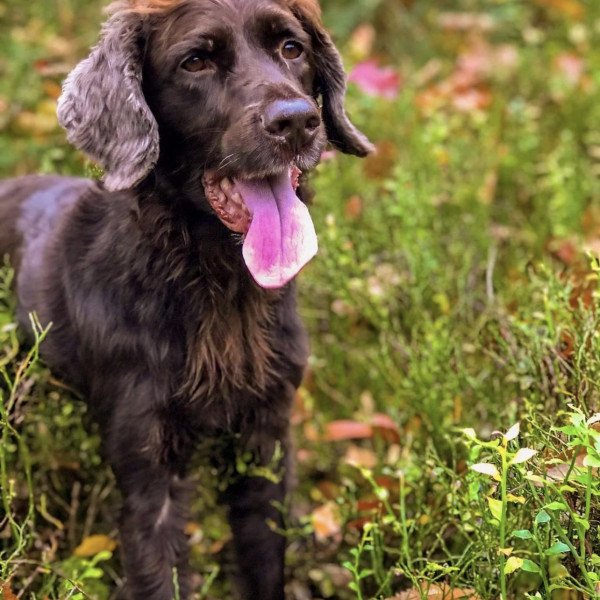 Cute German Shorthaired Pointer dog