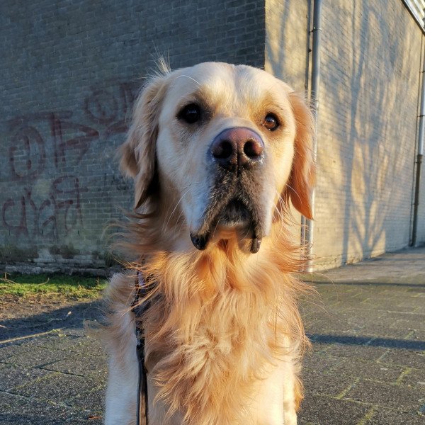 Adorable Golden Retriever dog