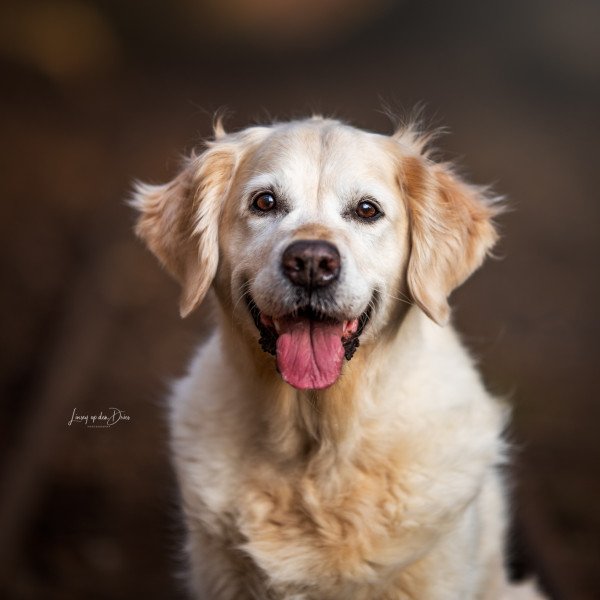 Elegant Golden Retriever dog