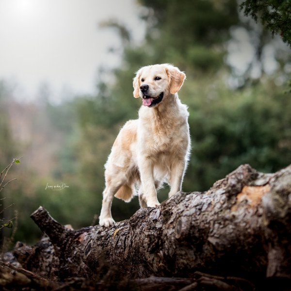 Cool Golden Retriever dog