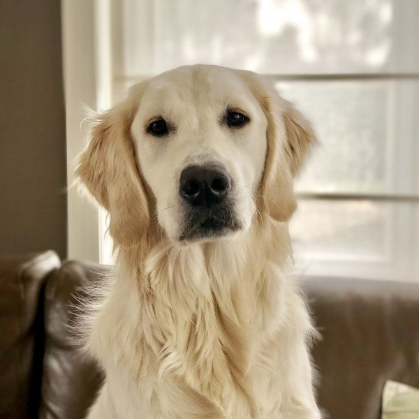 Famous Golden Retriever dog