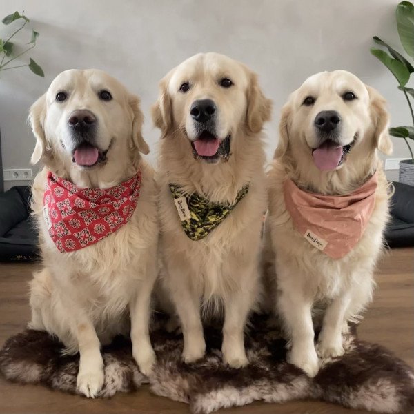 Popular Golden Retriever dog