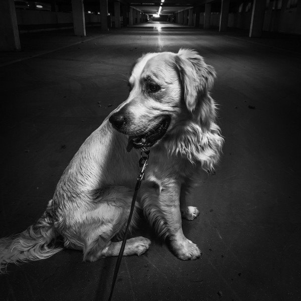 Inspiring Golden Retriever dog