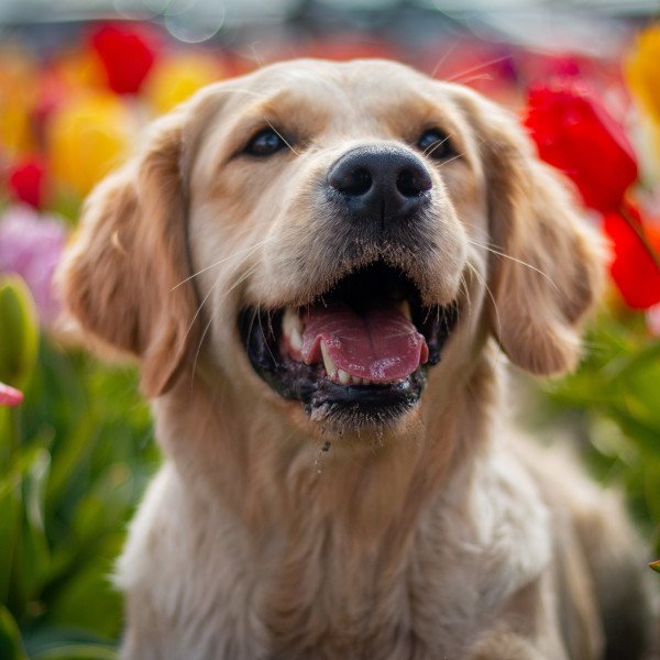 Cute Golden Retriever dog