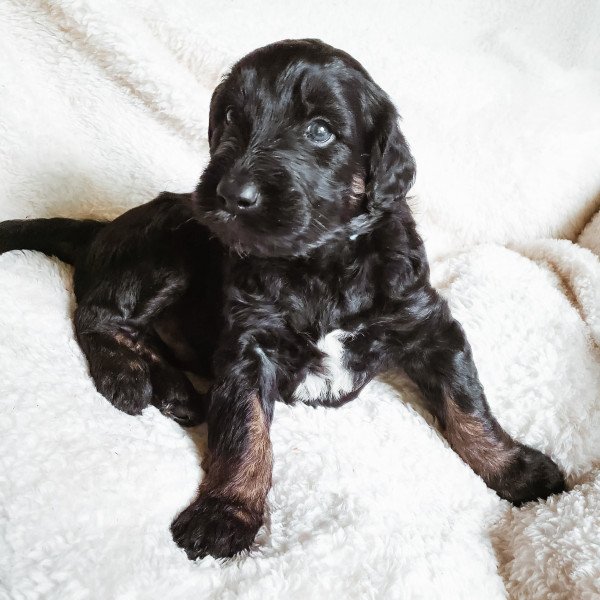 Adorable Goldendoodle dog
