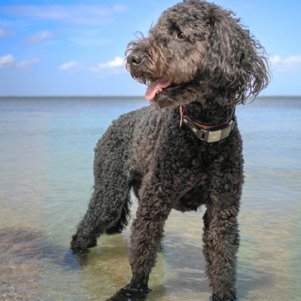 Famous Goldendoodle dog