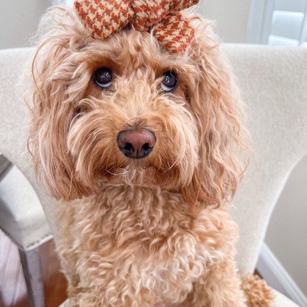 Popular Goldendoodle dog