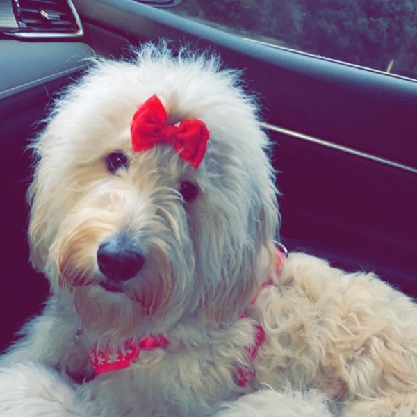 Cool Goldendoodle dog