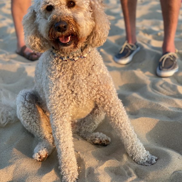 Unique Goldendoodle dog