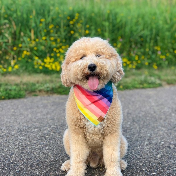 Inspiring Goldendoodle dog