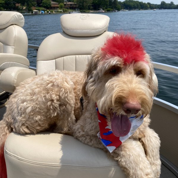 Badass Goldendoodle dog