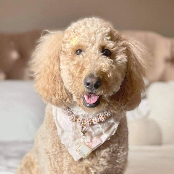 Cute Goldendoodle dog