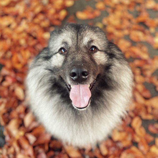 Badass Grote Wolfskeeshond dog