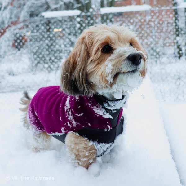 Adorable Havanese dog