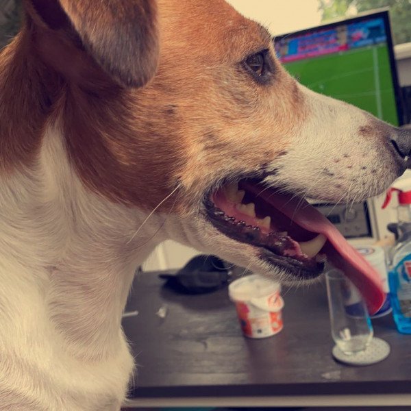 Funny Jack Russell Terrier dog