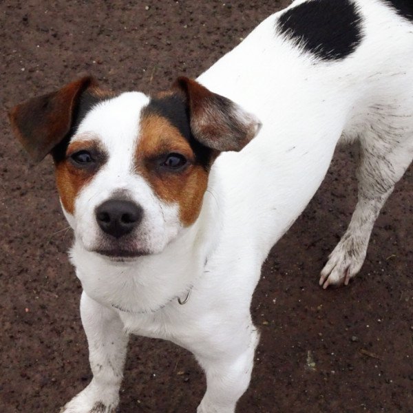 Unique Jack Russell Terrier dog