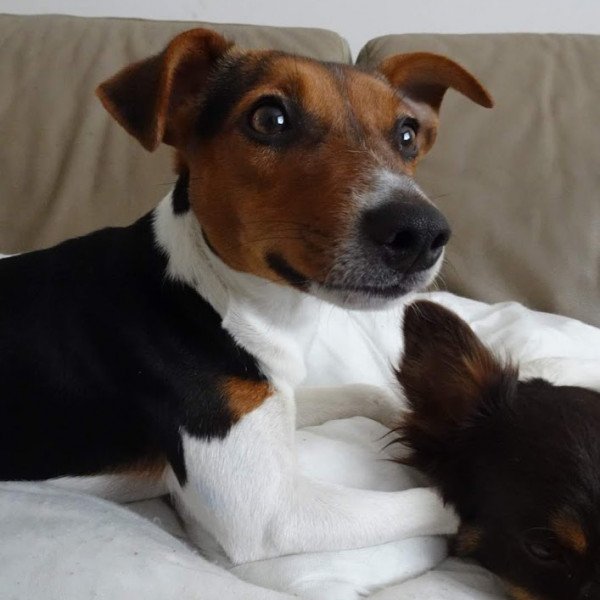 Cute Jack Russell Terrier dog