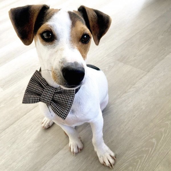 Adorable Jack Russell Terrier dog