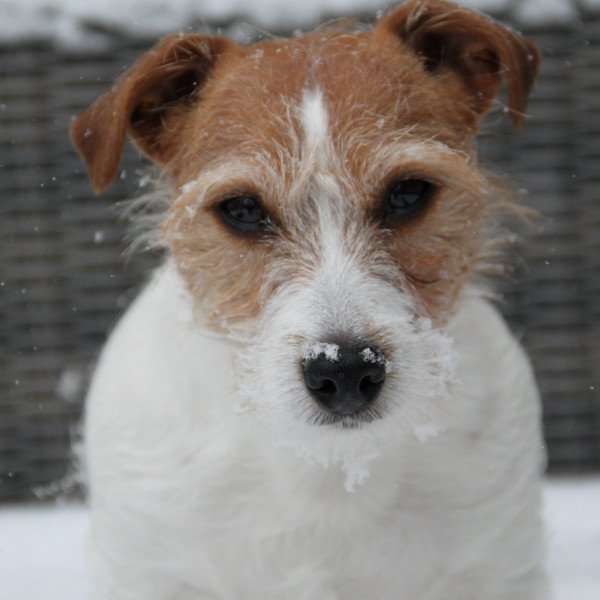Famous Jack Russell Terrier dog