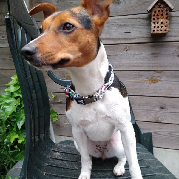 Popular Jack Russell Terrier dog