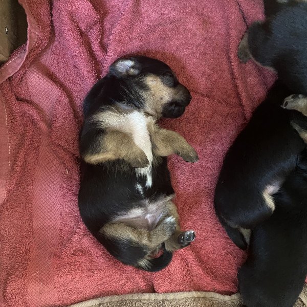 Elegant Jack Russell Terrier dog