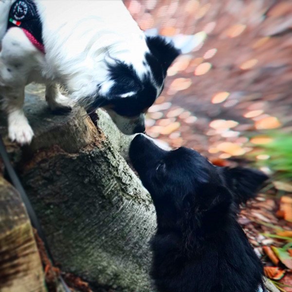 Cute Kleine Keeshond dog
