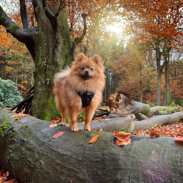 Adorable Kleine Keeshond dog