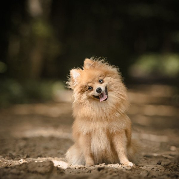 Famous Kleine Keeshond dog