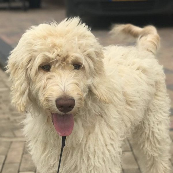 Adorable Labradoodle dog