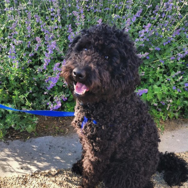 Popular Labradoodle dog