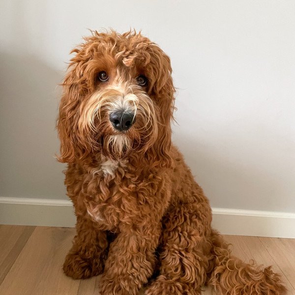 Famous Labradoodle dog