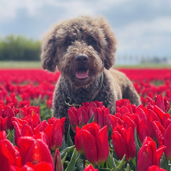 Badass Labradoodle dog