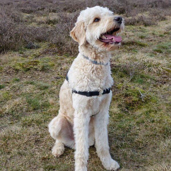 Cool Labradoodle dog