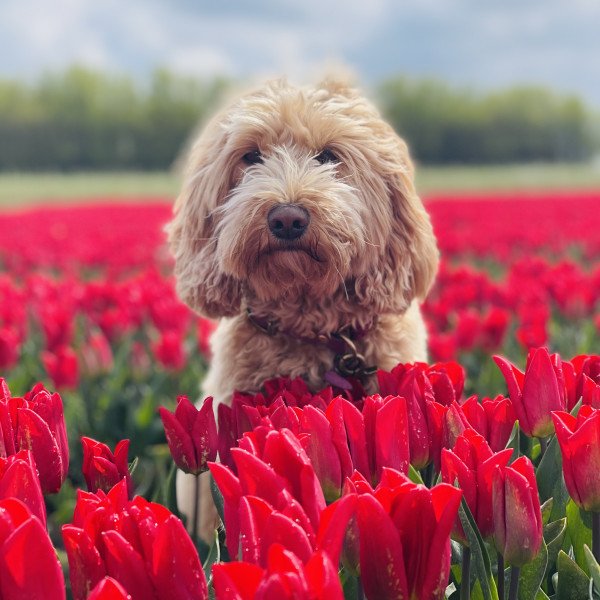 Cute Labradoodle dog