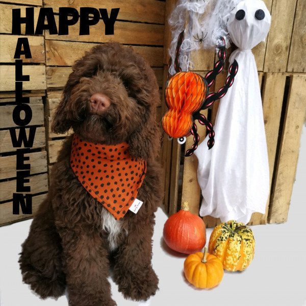 Funny Labradoodle dog