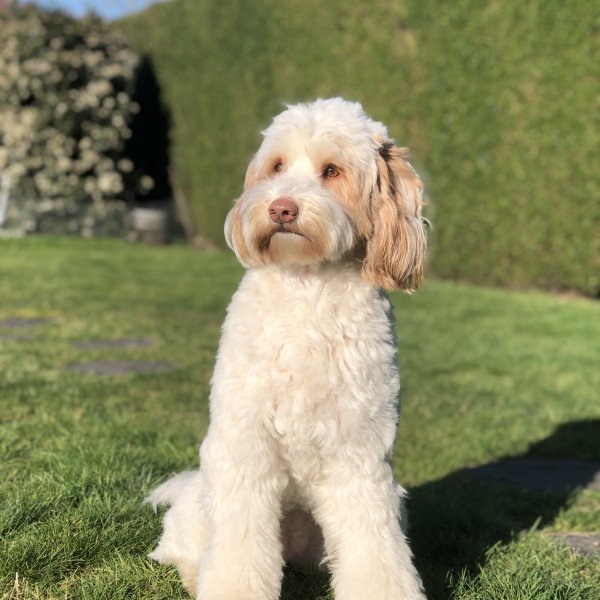 Unique Labradoodle dog