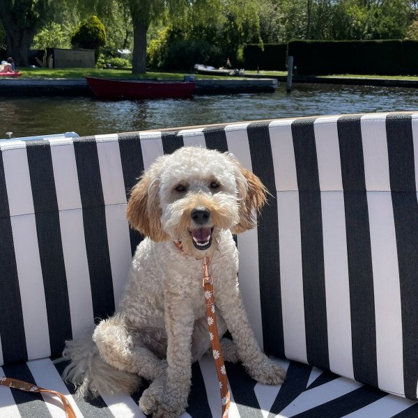 Inspiring Labradoodle dog