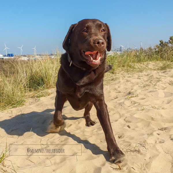 Cute Labrador Retriever dog