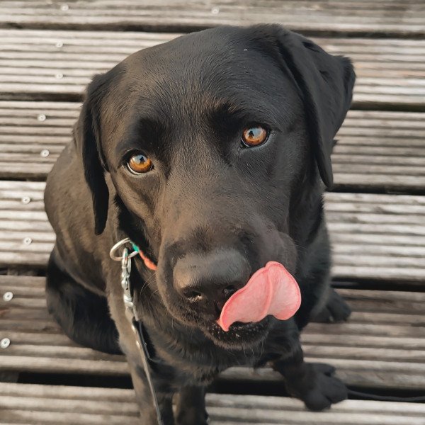 Adorable Labrador Retriever dog