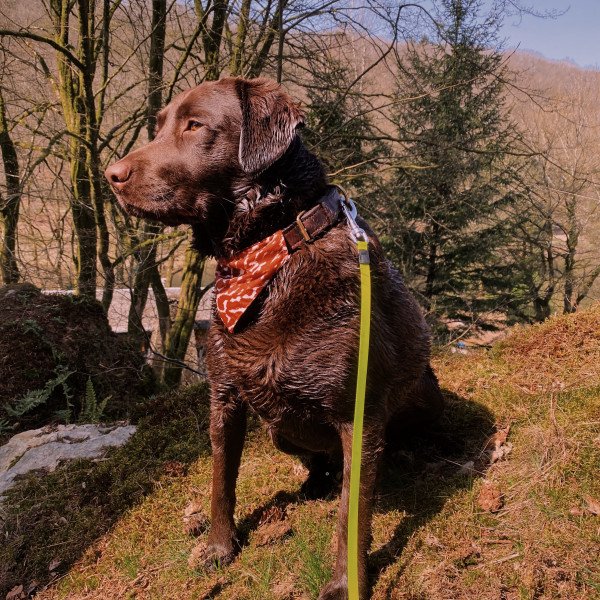 Famous Labrador Retriever dog