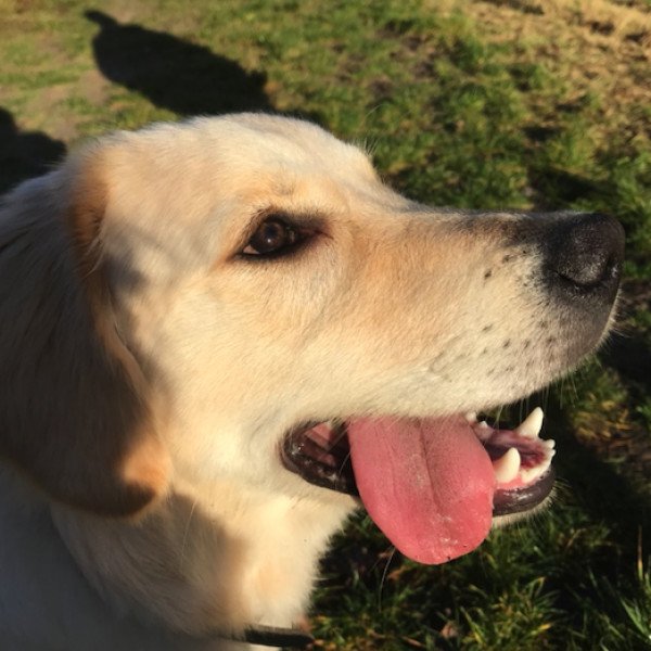 Popular Labrador Retriever dog