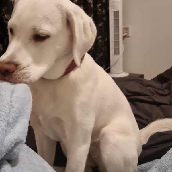 Cool Labrador Retriever dog