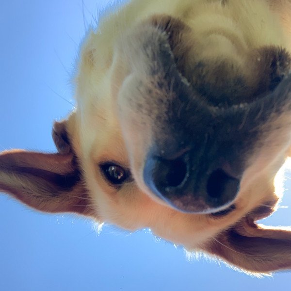 Funny Labrador Retriever dog