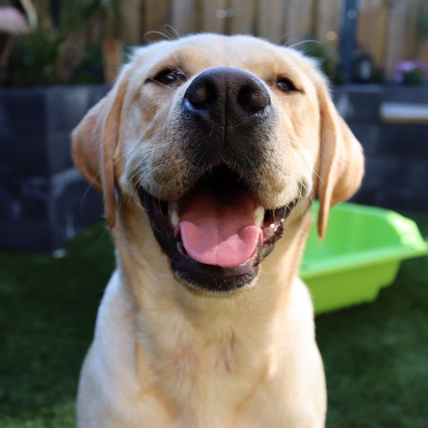 Unique Labrador Retriever dog