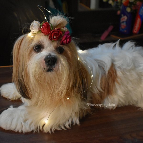 Badass Lhasa Apso dog