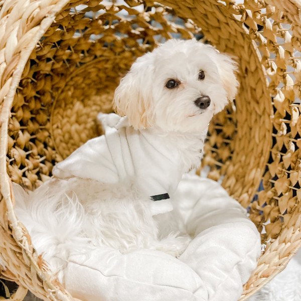 Cool Maltese dog