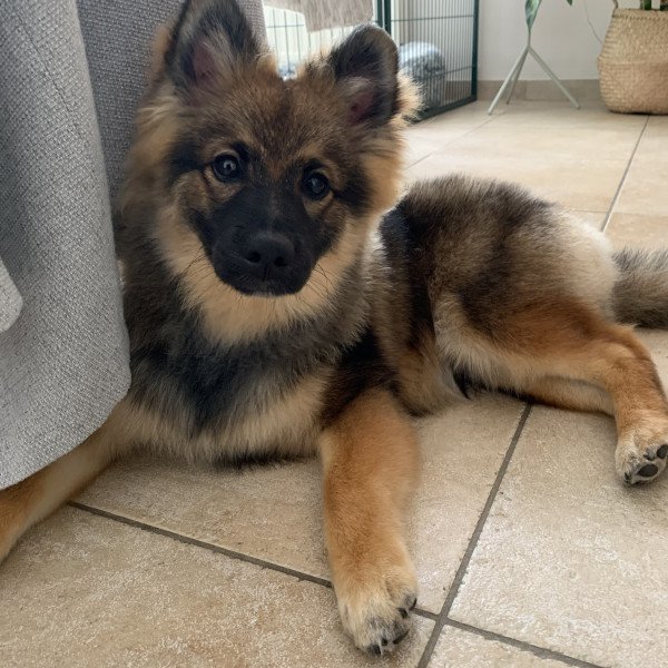 Badass Middelgrote Keeshond dog