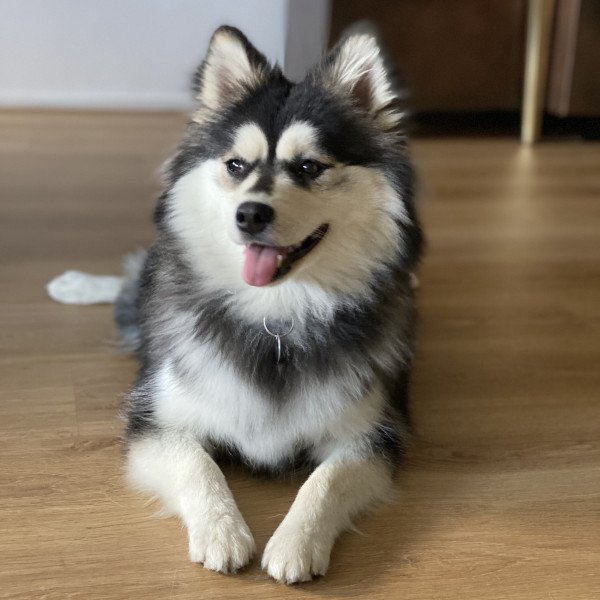 Cute Middelgrote Keeshond dog